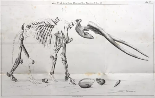 "Fossili e territori" - "I Mastodonti di San Paolo Solbrito"